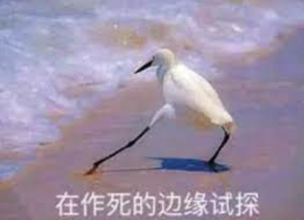 13种在城市里很常见的大鸟!赌你都见过 就是不认识
