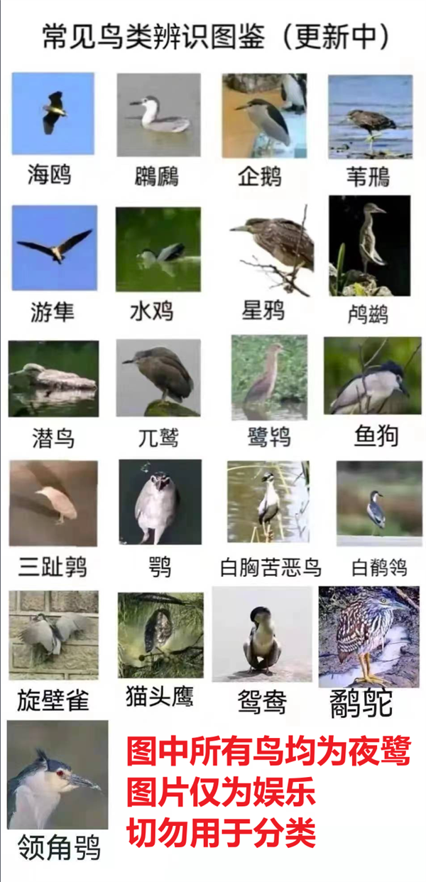 13种在城市里很常见的大鸟!赌你都见过 就是不认识