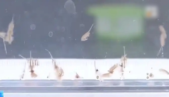 地球现存较为古物种之一！新疆沙漠首次发现盐水丰年虾
