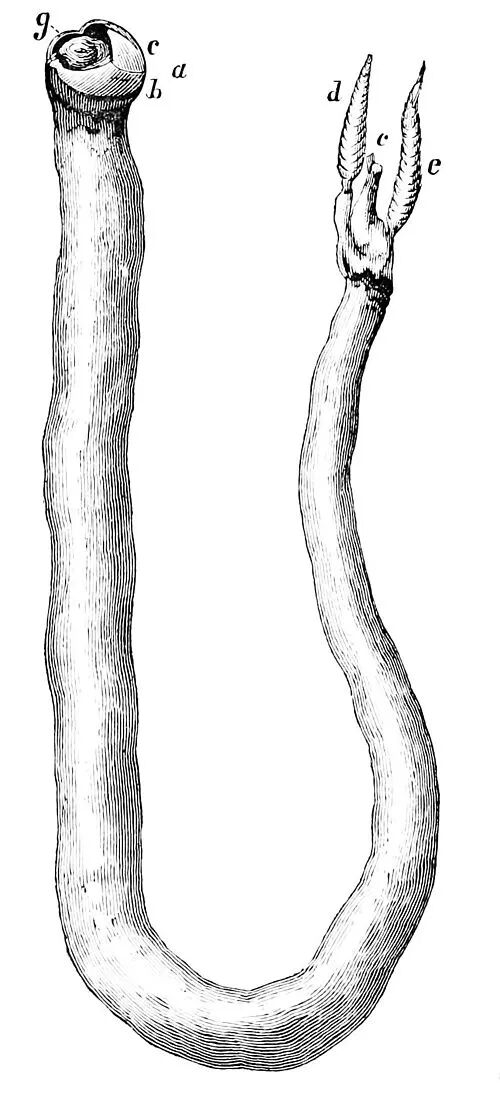 船蛆：地球上最独特的动物群体之一