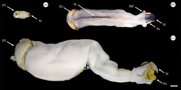 船蛆：地球上最独特的动物群体之一