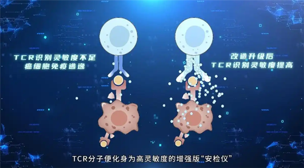 精准狙杀癌细胞!我国科学家突破T细胞识别瓶颈