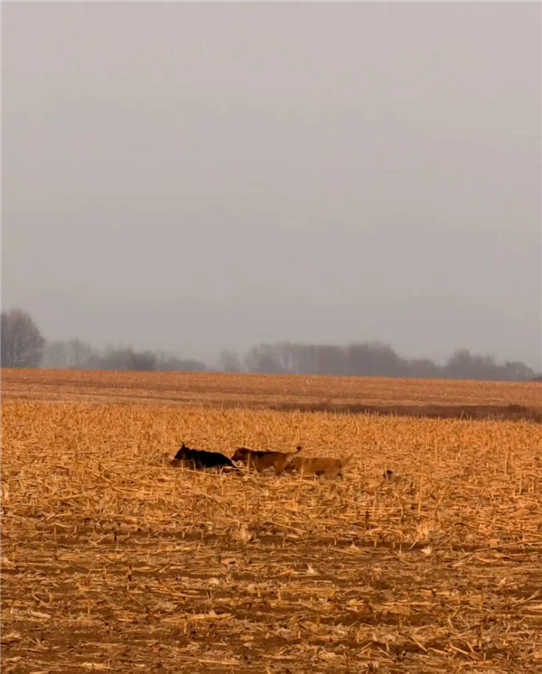 7只狗狗上演大逃亡：本以为是自救励志片 结果是为爱离家出走