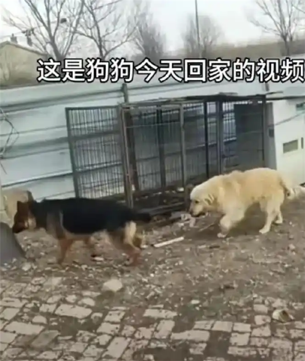 7只狗狗上演大逃亡：本以为是自救励志片 结果是为爱离家出走