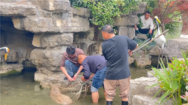 7只狗狗上演大逃亡：本以为是自救励志片 结果是为爱离家出走