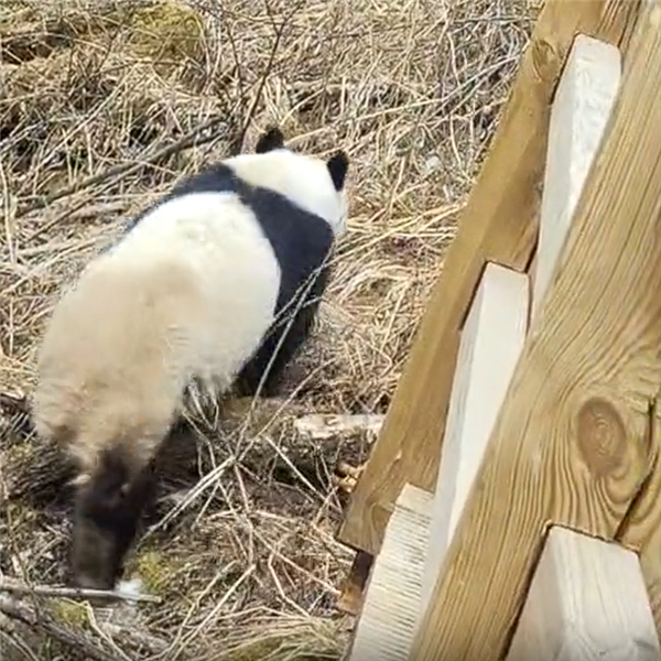 九寨沟震后首次实拍到野生大熊猫:俯下身子钻过栈道护栏