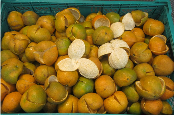 陈皮不就是晒干的橘子皮吗 为啥卖那么贵！