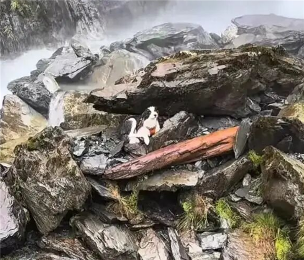 女子坠崖被送医 爱犬独守原地7天！网友众筹用直升机救援