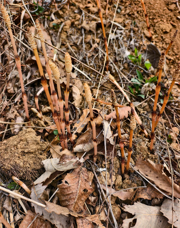 8岁男孩爬山识草疑发现金矿 官方回应：有可能