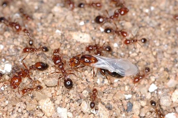 遇到这种小土包千万别踩！有可能丧命