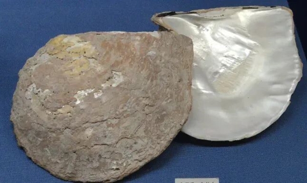 核电站搞出新副业 竟然是产珍珠！