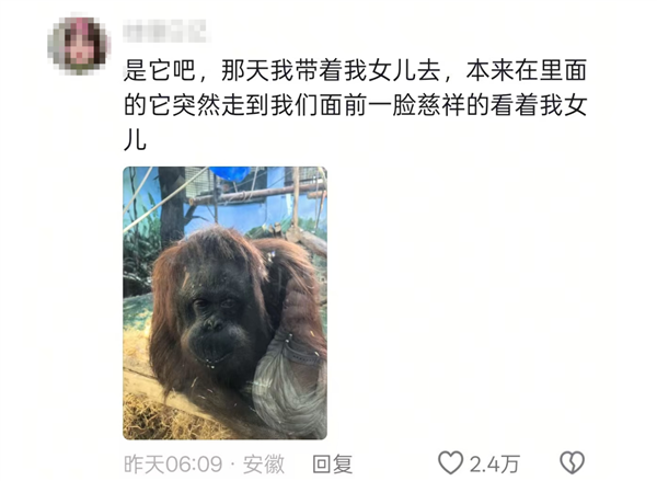 猩猩多次当众落泪惹争议 网友纷纷质疑：动物园为何要存在