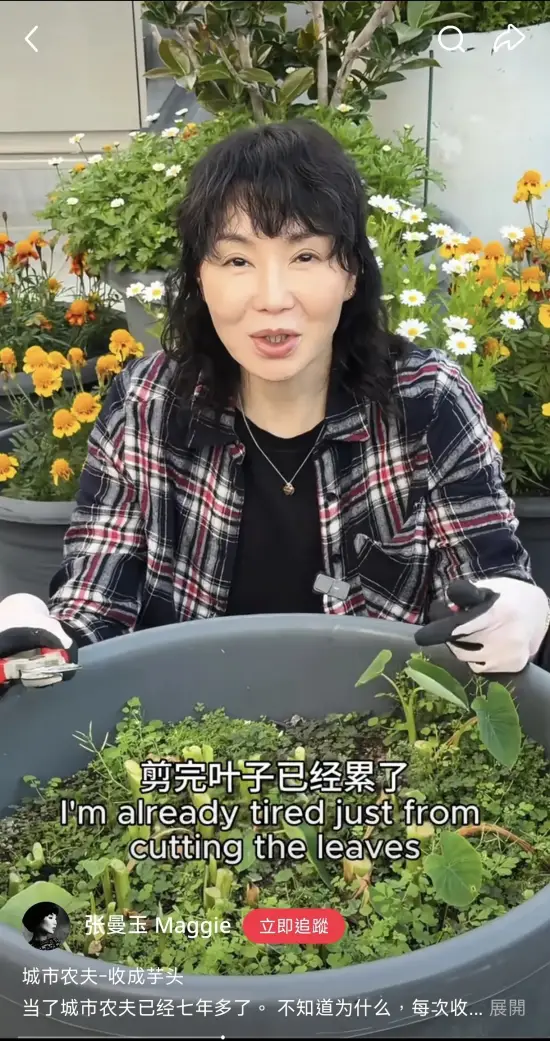 张曼玉挖芋头梁朝伟捡鸡蛋 网友：都过上我小时候的生活