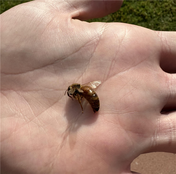 窗门未关仅15分钟 车里出现拳头大蜂巢！蜜蜂搬家时看上这车了