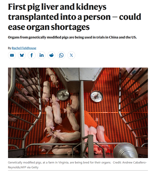 人类首次！我国团队实现猪肝肾同期人体移植：获国际期刊重点报道