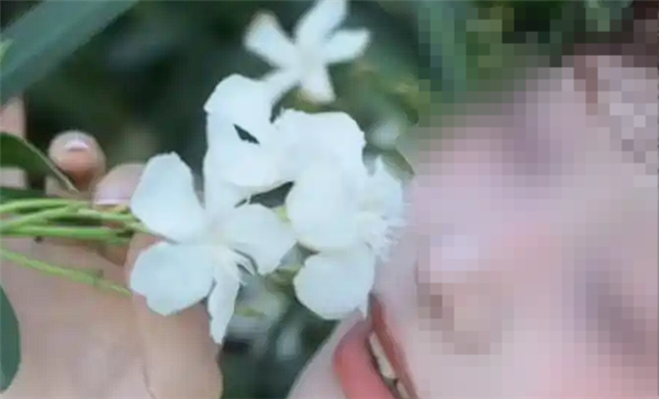 女子拍照时沾到夹竹桃花粉中毒过敏：为何有毒还要大规模种植