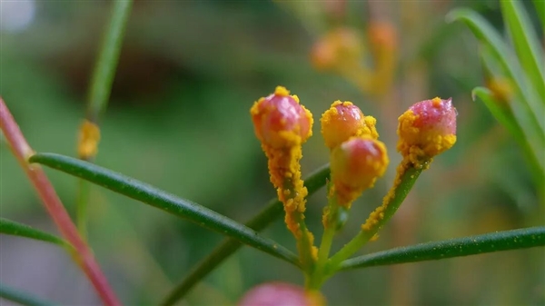 被真菌感染的“僵尸树” 虽活着但无法出新芽和繁殖