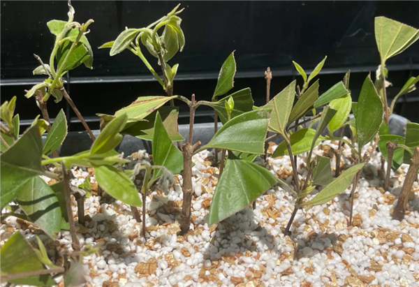 被真菌感染的“僵尸树” 虽活着但无法出新芽和繁殖