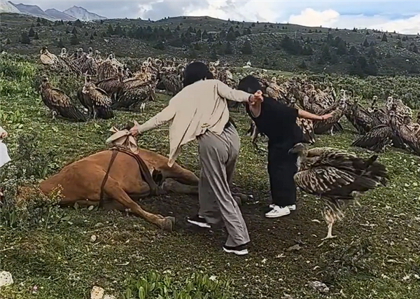 数名女游客驱赶分食死马的秃鹫 当地回应：不应人为干预
