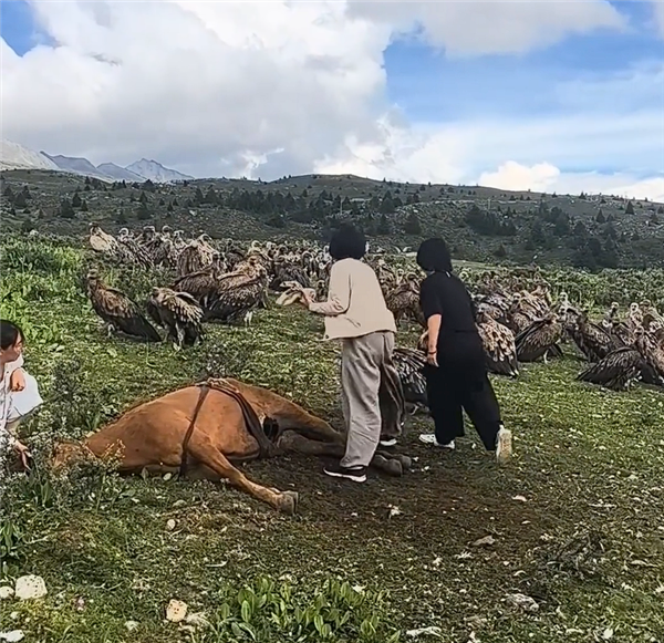 数名女游客驱赶分食死马的秃鹫 当地回应：不应人为干预