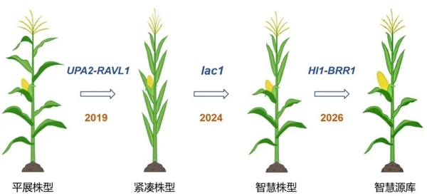 中国科学家找到玉米增产开关登《细胞》 多地试验稳定增产超10%