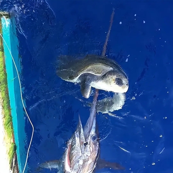 曾扎死“硬汉”钓鱼佬!剑鱼到底有多危险:连鲨鱼都扛不住